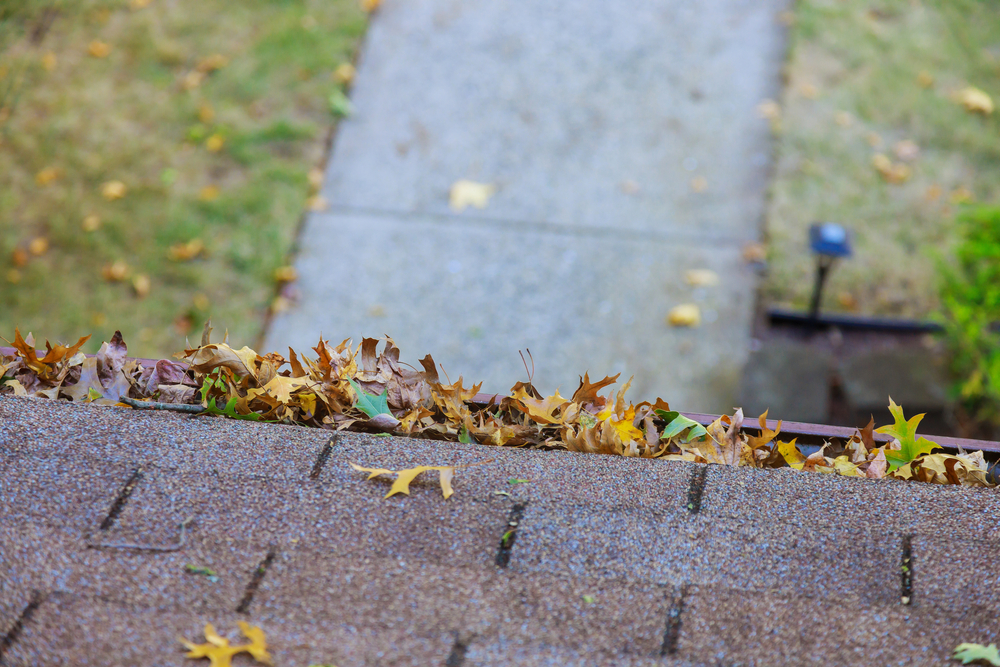 Fallen autumn leaves collecting along a shingle roof and gutter.