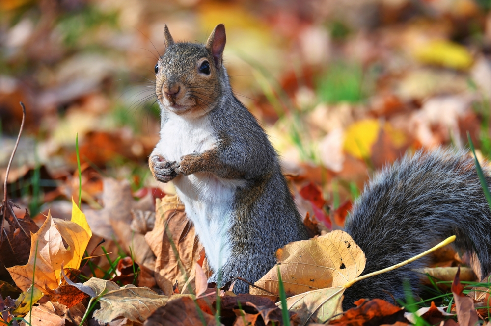 Gray squirrel sitting among fallen autumn leaves, highlighting wildlife concerns for homeowners before winter.